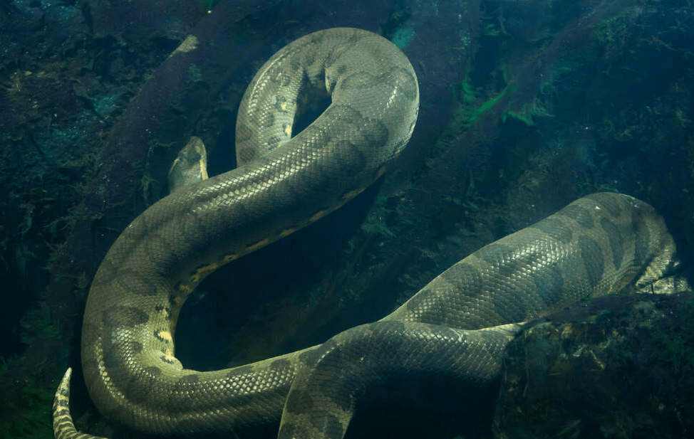 亚马逊河生物巨型图片