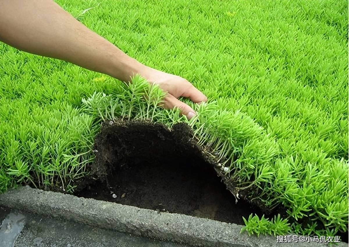 敷上一层土营造一个园林景观,楼顶绿化种植何种植物其实相当讲究,大