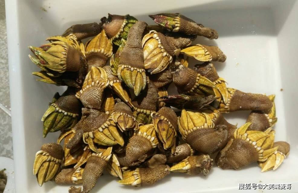 狗爪螺的味道比较香甜,而且做法很简单,洗净以后用大火蒸熟,然后蘸着