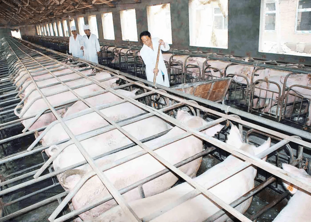 圈養豬的場所大都用水泥建成,整齊,乾淨的水泥地改變了豬圈