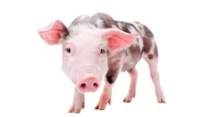 今日生肖运程鸡 狗猪_工作_事业_感情