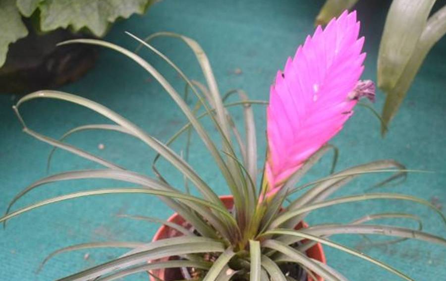 老爹在花市买了一株 进口兰 开花成 紫扇 才知 上当 了 凤梨 植物 兰花