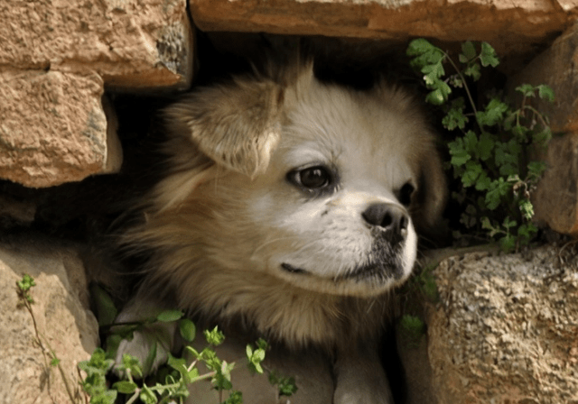 狗狗"躲着你"是因为害怕吗?原因比你想象的复杂!_主人_地方_情况