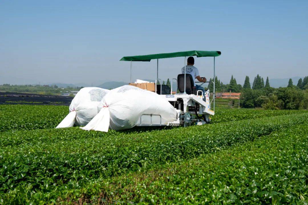 日本采茶机器人图片
