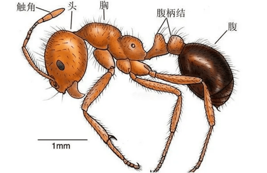 蚂蚁的身体构造图片图片