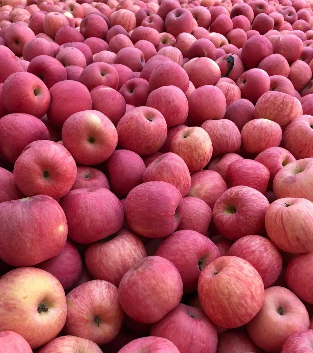 怎样挑的苹果才又甜又脆30年老果农教你一招以后别买错了