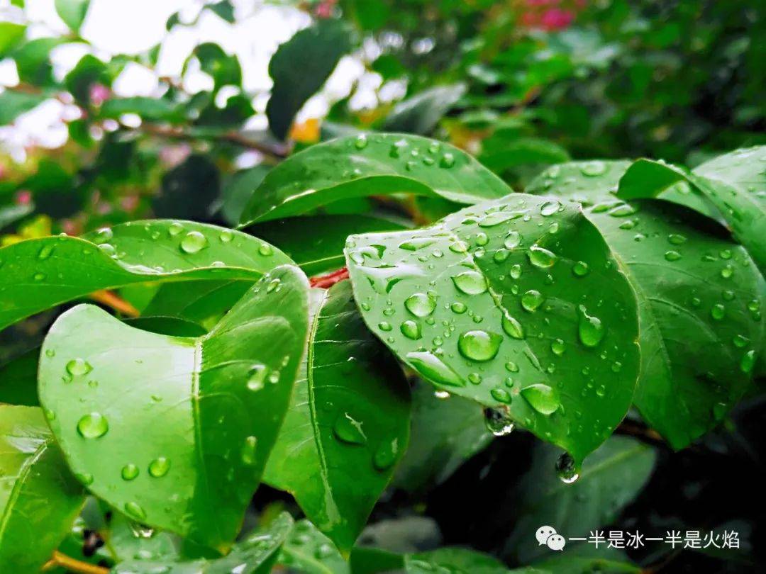 原创随笔初夏雨