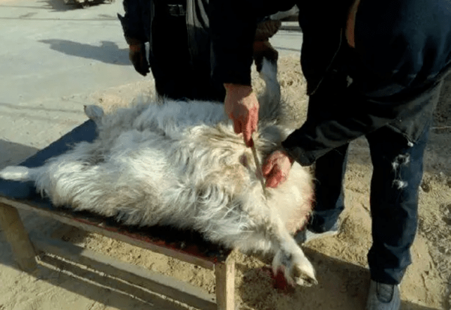 在藏药和蒙药中,这种从羊肚子中取出的毛球确实可以入药,但它的组成