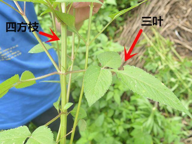 原創一種植物野草人稱豆渣草種子很煩人莖葉好吃是中藥材