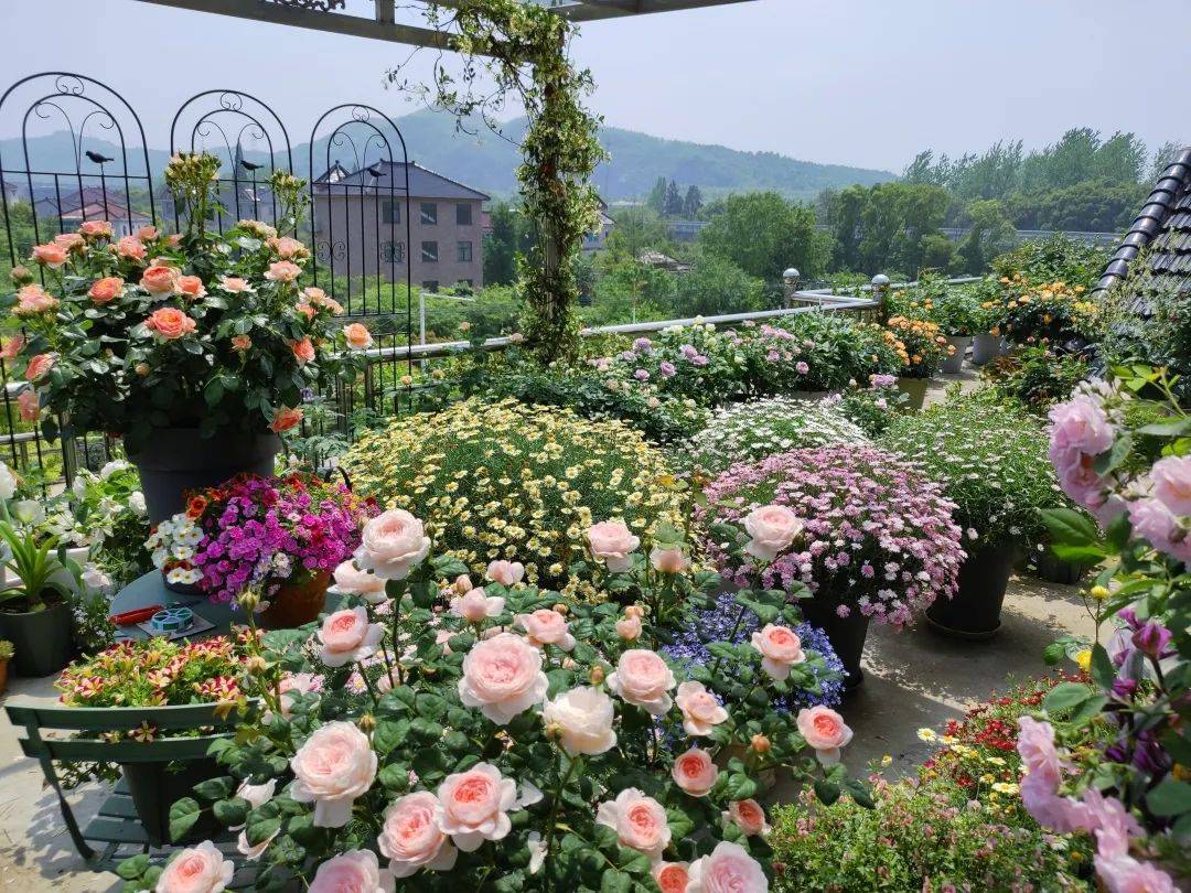 原创海妈花园拜访94年浙江少年回到老家经营茶山种一院花每一盆都爆花