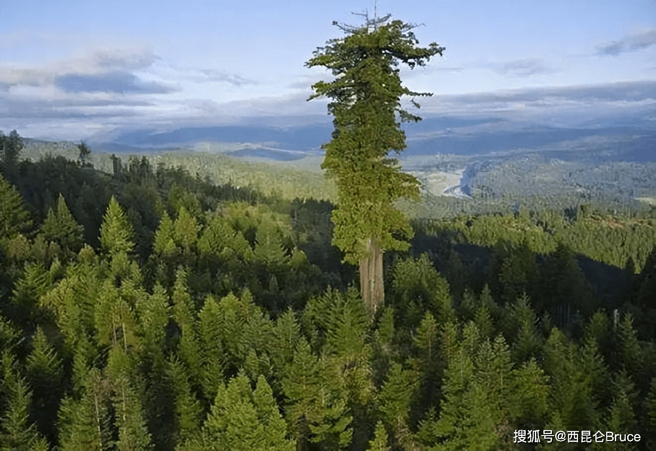 76.8米！西藏发现中国最高树，为何地球树木难以突破130米魔咒？