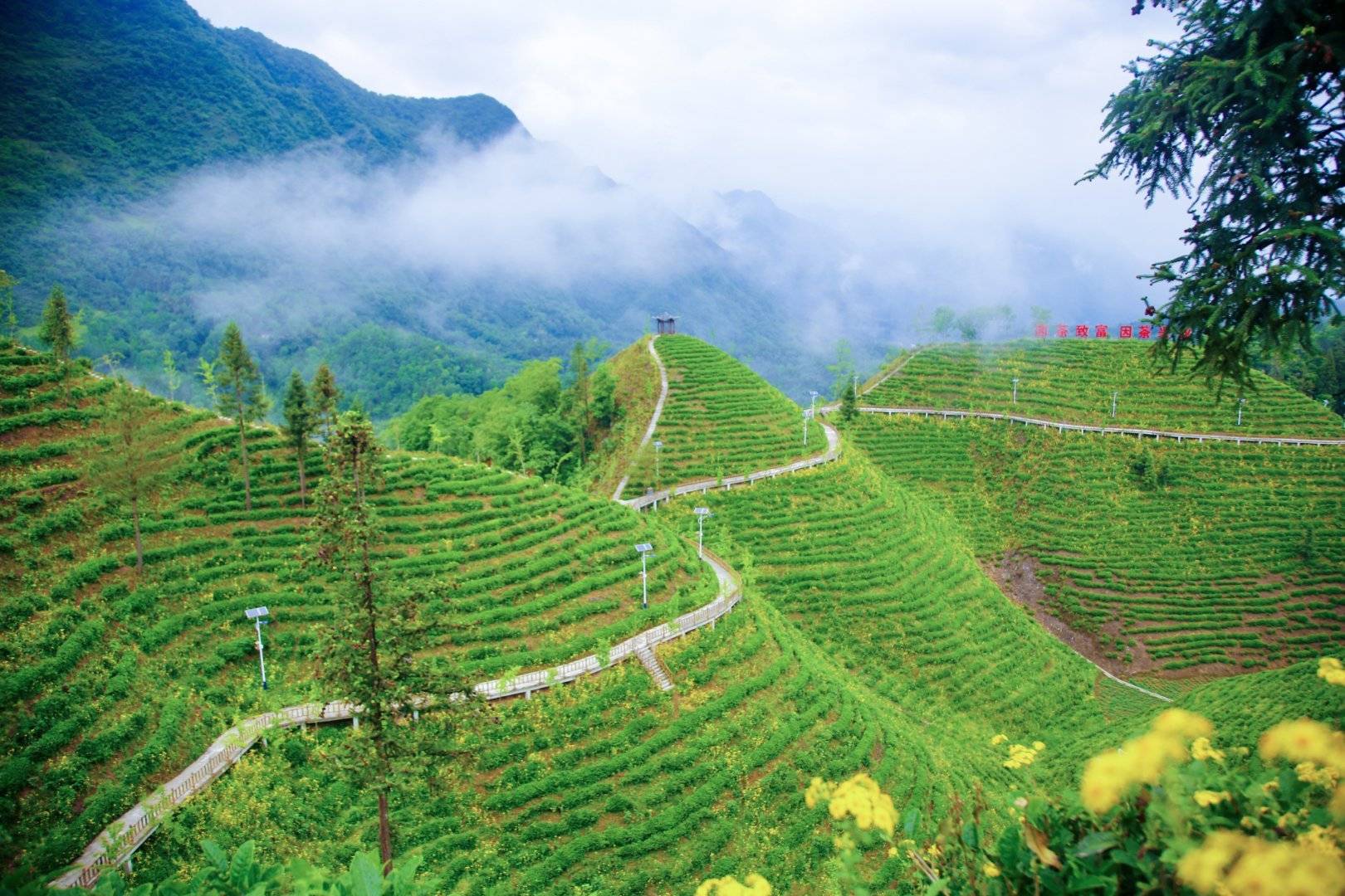 初夏,一起去镇巴兴隆镇,领略水韵茶乡魅力!_茶山_茶园_茶叶