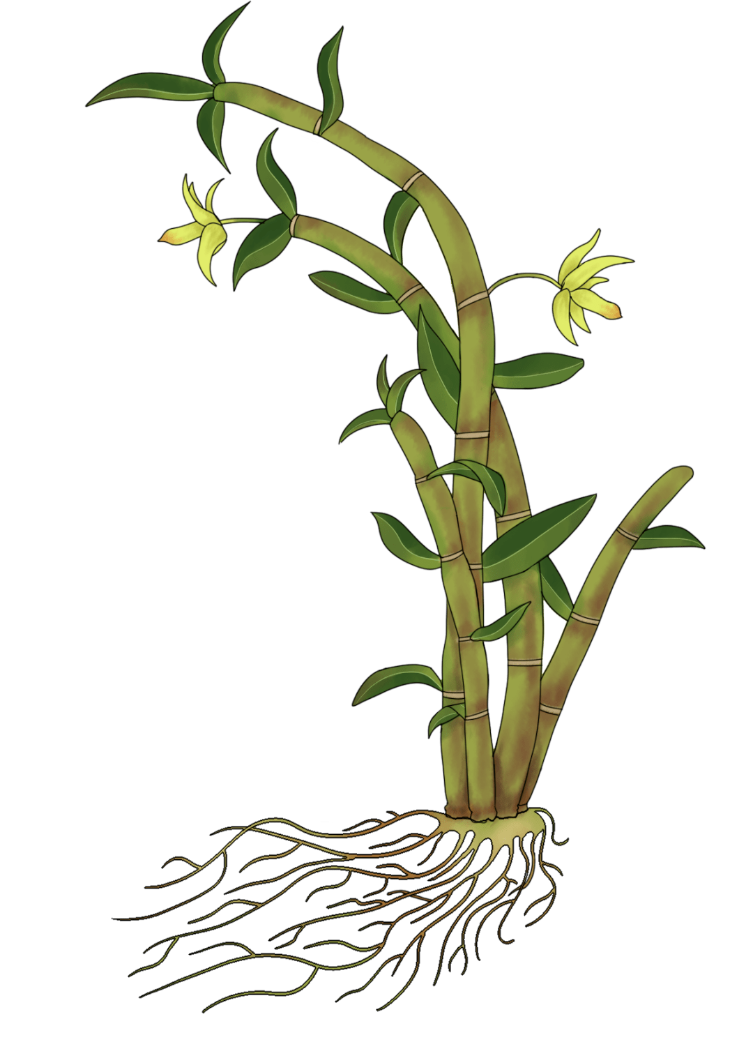 历经千年更迭,"铁皮石斛"的名字是怎么得来的?_林兰_张山雷_形态