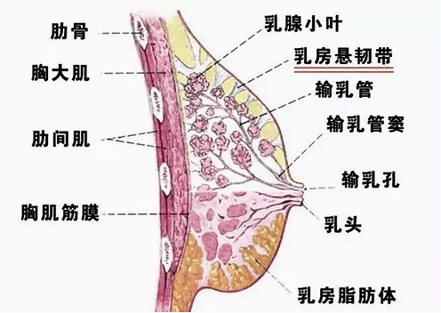 女性乳房图解ppt课件图片