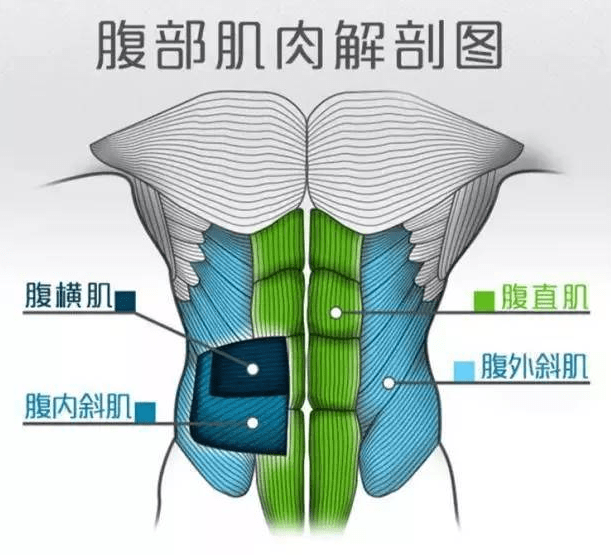 从腹肌结构来看,包括腹直肌(上侧与下侧,腹斜肌,腹横肌,所以你所选择