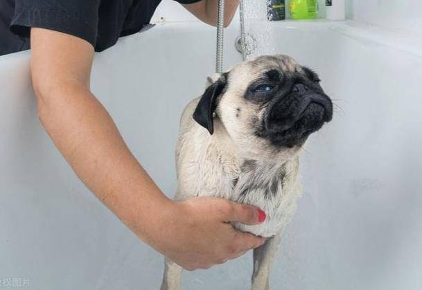 巴哥犬多久洗一次澡原来这么多年都错了