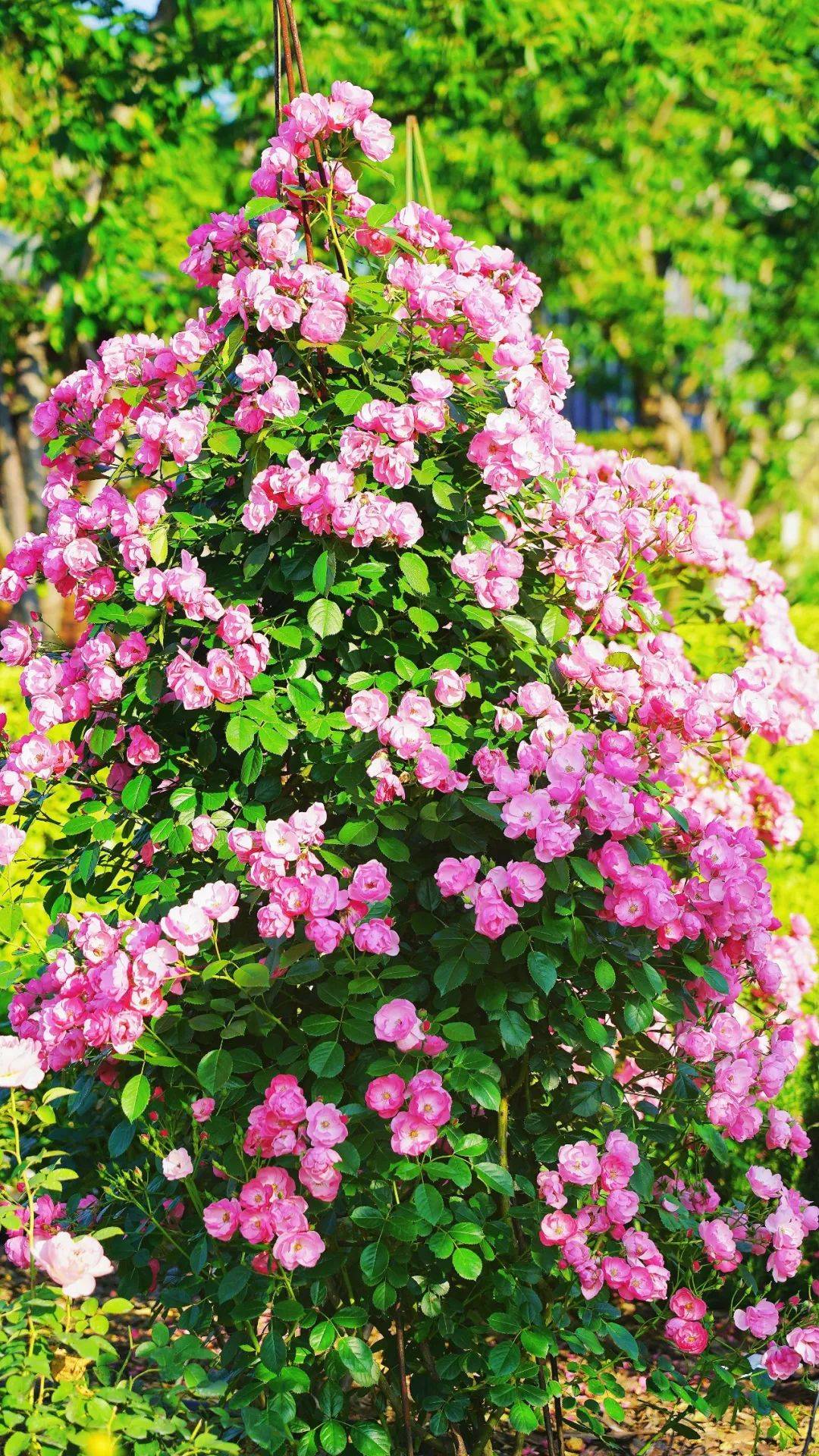 仙气buff加满寻梦小仙女化身蝴蝶仙子坠入花海仙境