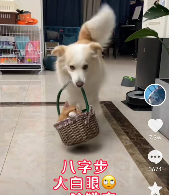 全网最聪明的边牧贝拉,能与主人无障碍沟通,网友:狗子成精了_陈爸