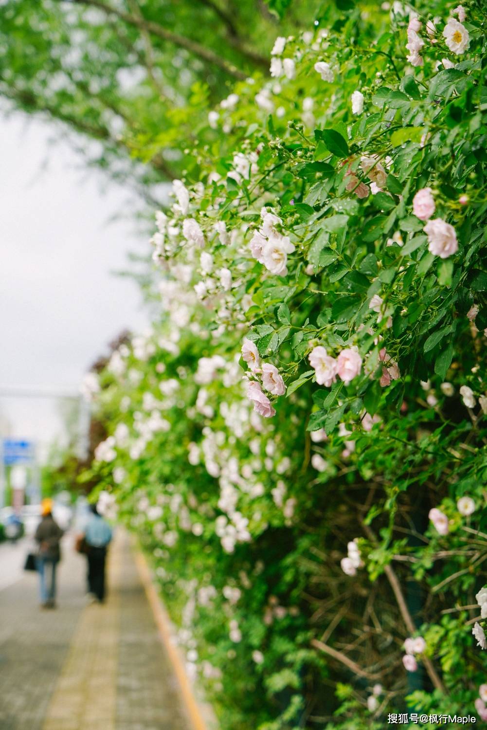 这个道边花绝对是5月北京户外顶流，蔷薇花开，花开无尽；附攻略_手机搜狐网