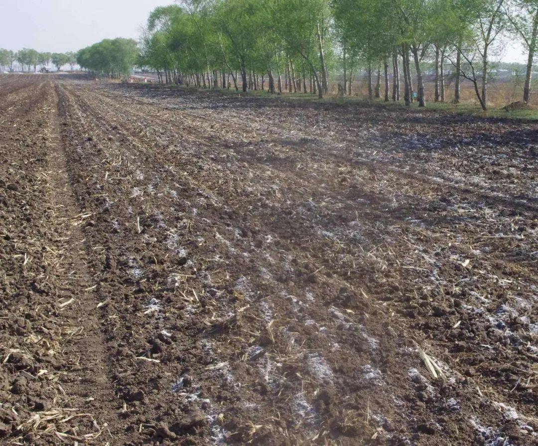 终于找到草莓死苗的根源了重茬地这样消毒和改良才是上策