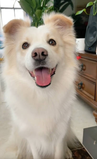 全网最聪明的边牧贝拉能与主人无障碍沟通网友狗子成精了