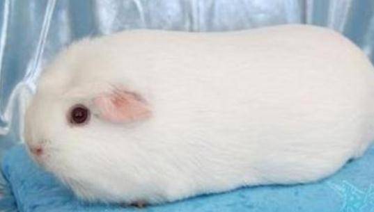 白色凤冠天竺鼠怎么养白色凤冠天竺鼠的历史