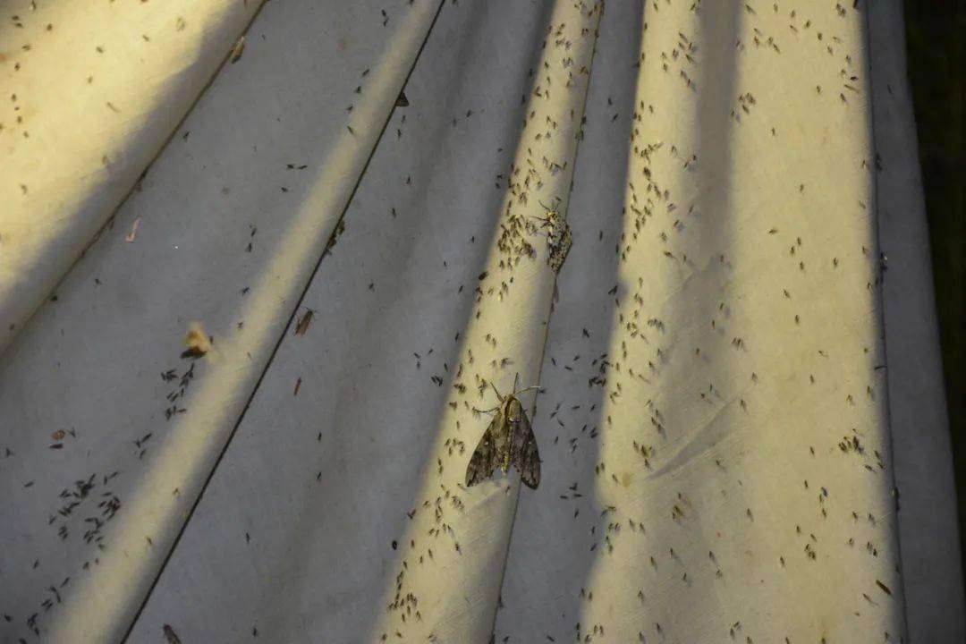 原创卫生间里的小飞虫是什么它们究竟是从哪里来的又该如何消灭