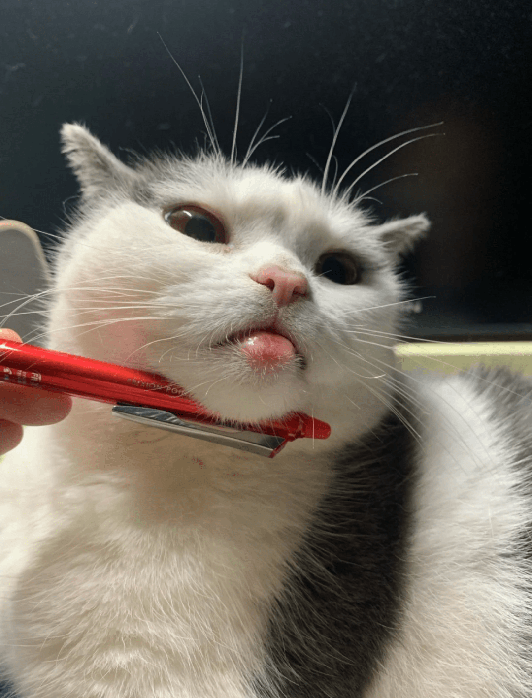 纯欲嘟嘟唇!不知道的还以为猫猫在撅嘴!