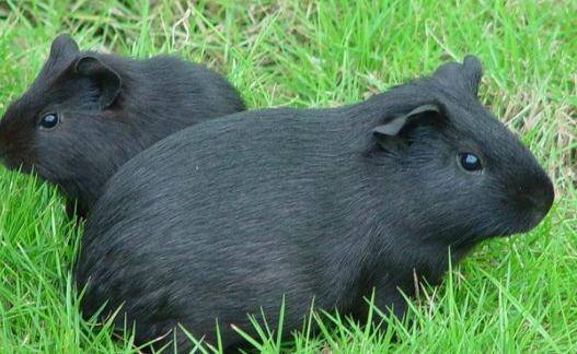 芒鼠怎么养养芒鼠的效益