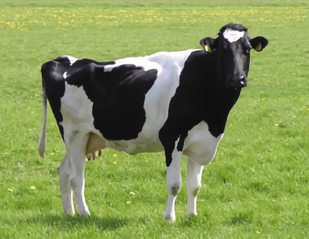 黑白花牛品种图片