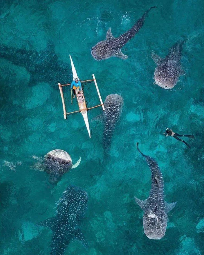 菲律宾杜马盖地有多好玩世界著名潜水胜地看海景看鲸鲨