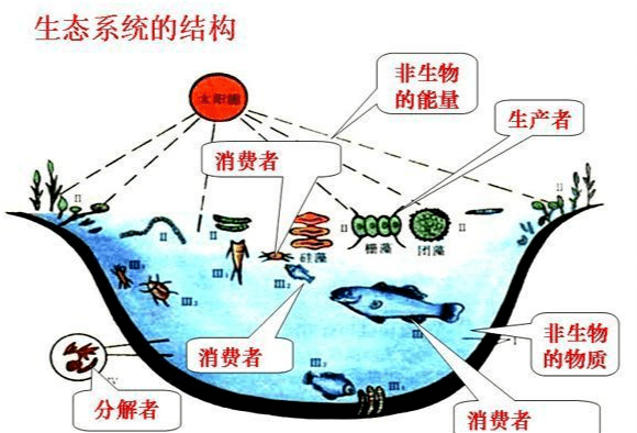 原创蟑螂是人类的公敌它们在生态系统中真的一无是处吗