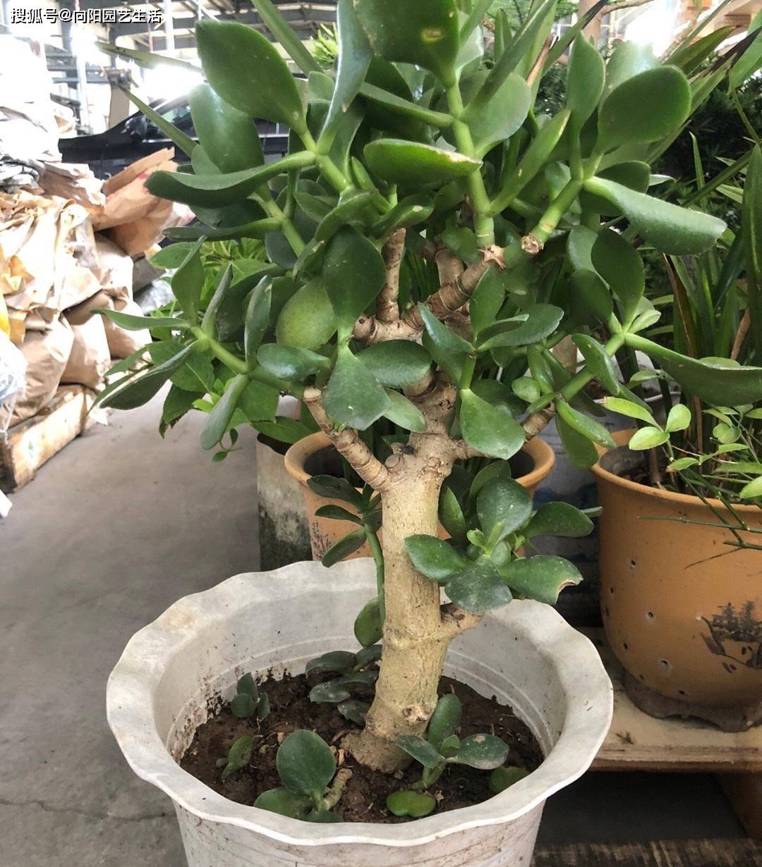 玉树吸财树搬到室外养夏天淋雨水桩子长得更粗更壮