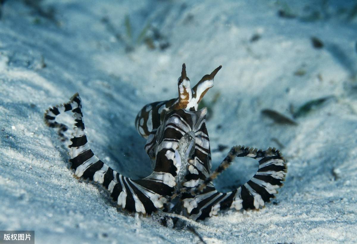 海蛇深海中的冷血动物世界毒性最强的蛇之一