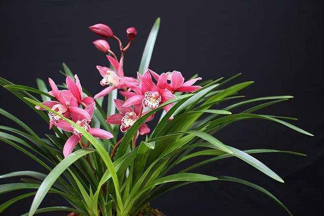 雍容华贵誉为花香之王的红贵妃兰花花色艳丽又美又仙