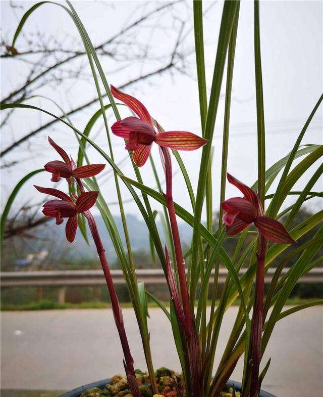 原創春蘭十大紅素之首醉紅素紅杆紅花蘭香芬芳新手養蘭首選