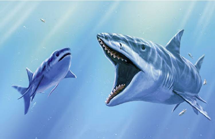 鲨鱼的进化史图图片