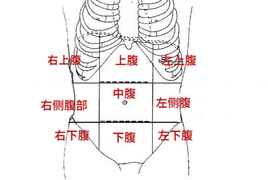 女性左下腹器官分布图图片