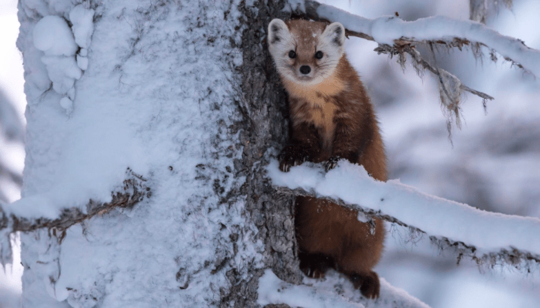 发情期不交配就会死雪貂为了延续族群究竟有多拼