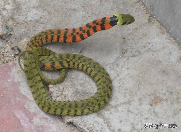 原创曾经被认为无毒的蛇如今却毒死了多人这是怎么回事