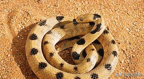 它是世界的致命毒蛇,平头哥都不敢招惹,人称"魔鬼蛇"_是一种_五步蛇