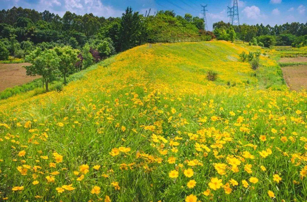 成都南门鹿溪河公园，小黄花开遍山野，现在人少！