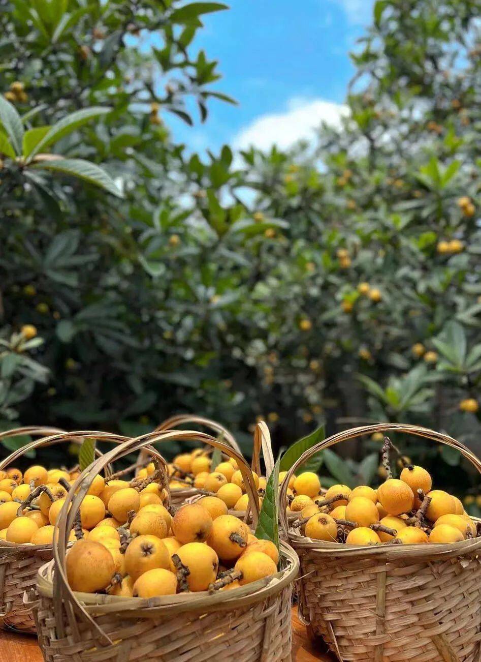 塘栖农家"三条馋虫",你有没有尝过?_枇杷_糕点_开花