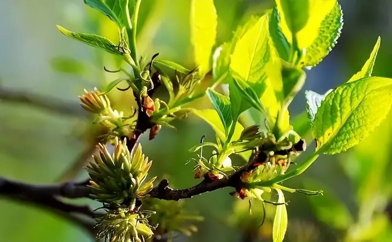 解读绿色饲料添加剂杜仲叶提取物很多养猪人不知道其妙用