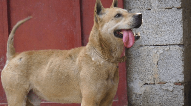 如何挑选土猎犬?_毛发_整体_品种
