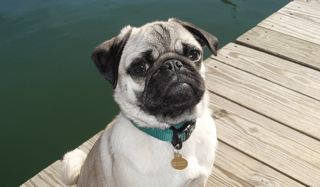 巴哥犬性格?_狗狗_灌木丛_寻找