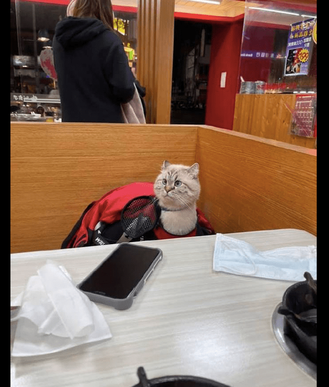 网友带猫咪去餐厅,它伸长了脖子四处张望,好像是一只羊驼啊_样子_宠物