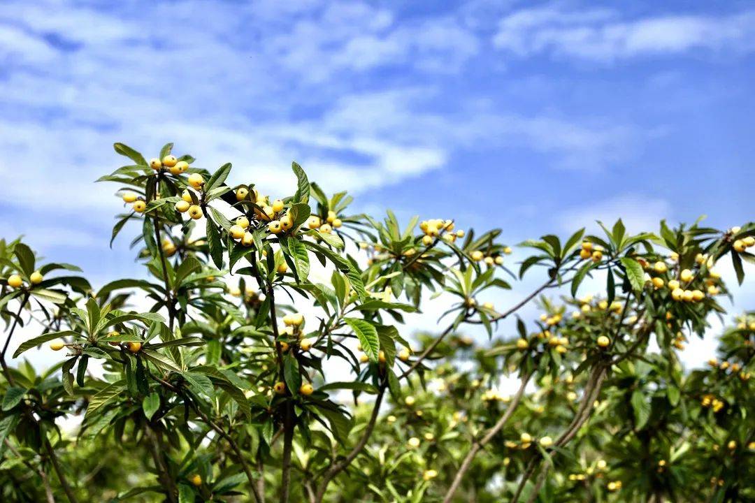 慢城高淳邀请南京市友摘尽枇杷一树金