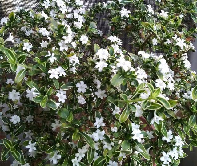 原创六月雪掉叶枯萎怎么补救