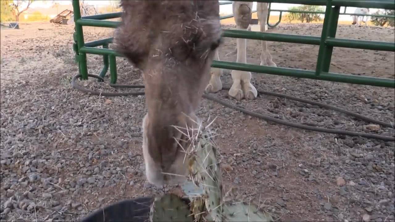 原創仙人掌渾身是刺但是駱駝吃起來就像吃麵條一樣它是如何做到的